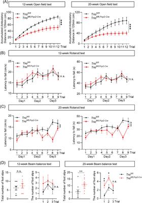 Deficiency of autism susceptibility gene Trio in cerebellar Purkinje cells leads to delayed motor impairments